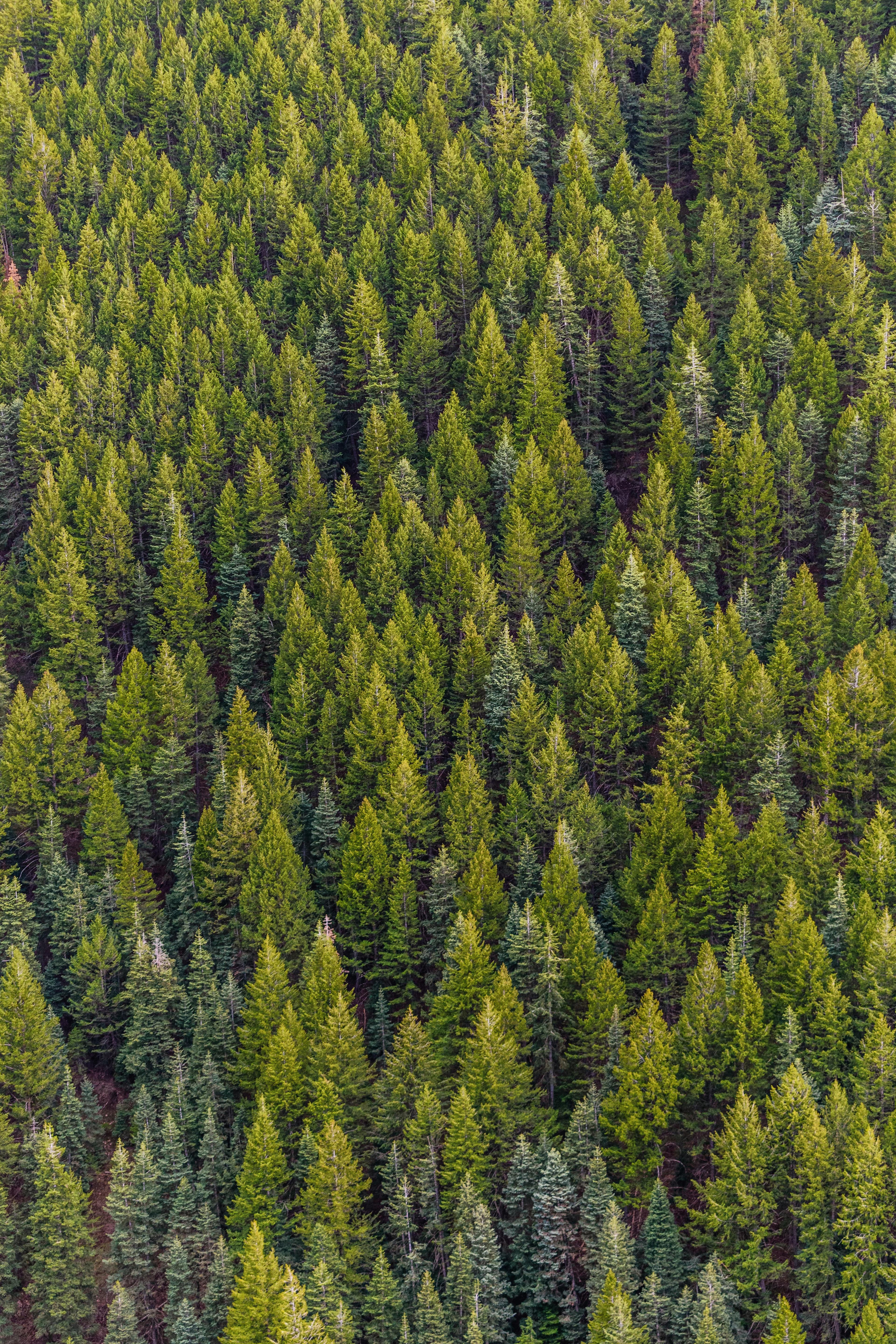 Forestry